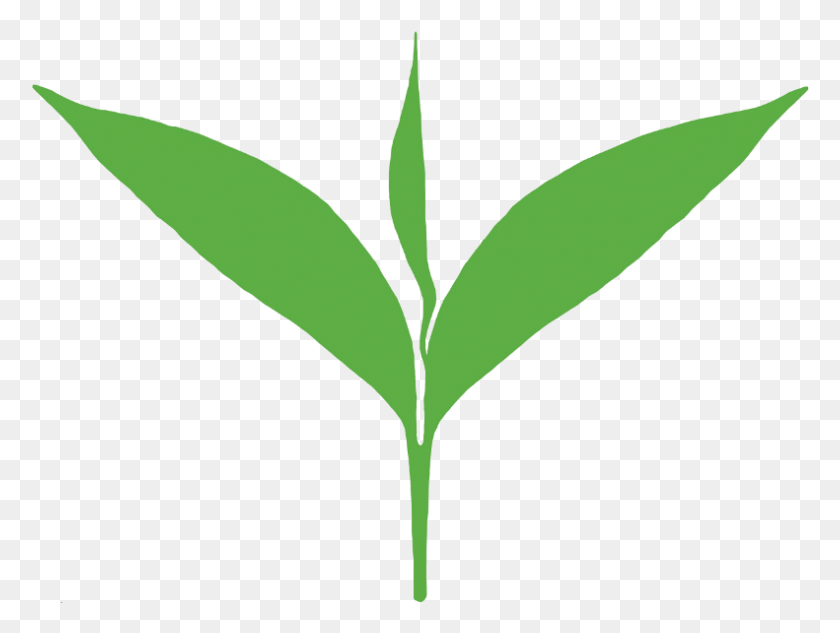 791x582 Green Leaves Clipart Tea Leaf Tea Leaf Logo, Plant, Tree, Flower HD PNG Download