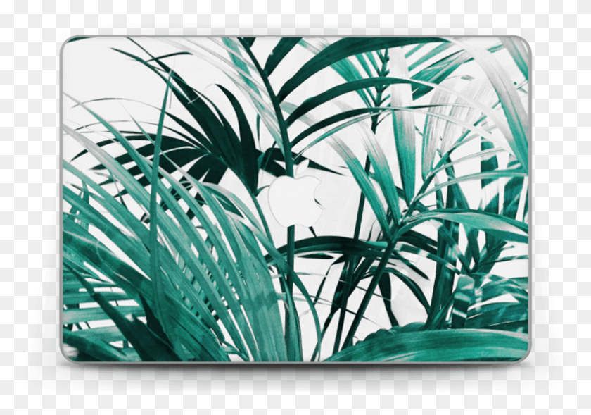 788x535 Зеленые Листья Coque Macbook Джунгли, Растение, Растительность, Электроника Png Скачать