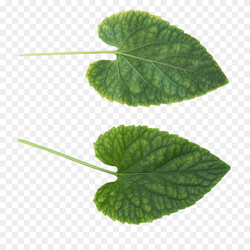 1443x1446 Green Leaves Cucumber Leaf, Plant, Veins, Ivy HD PNG Download