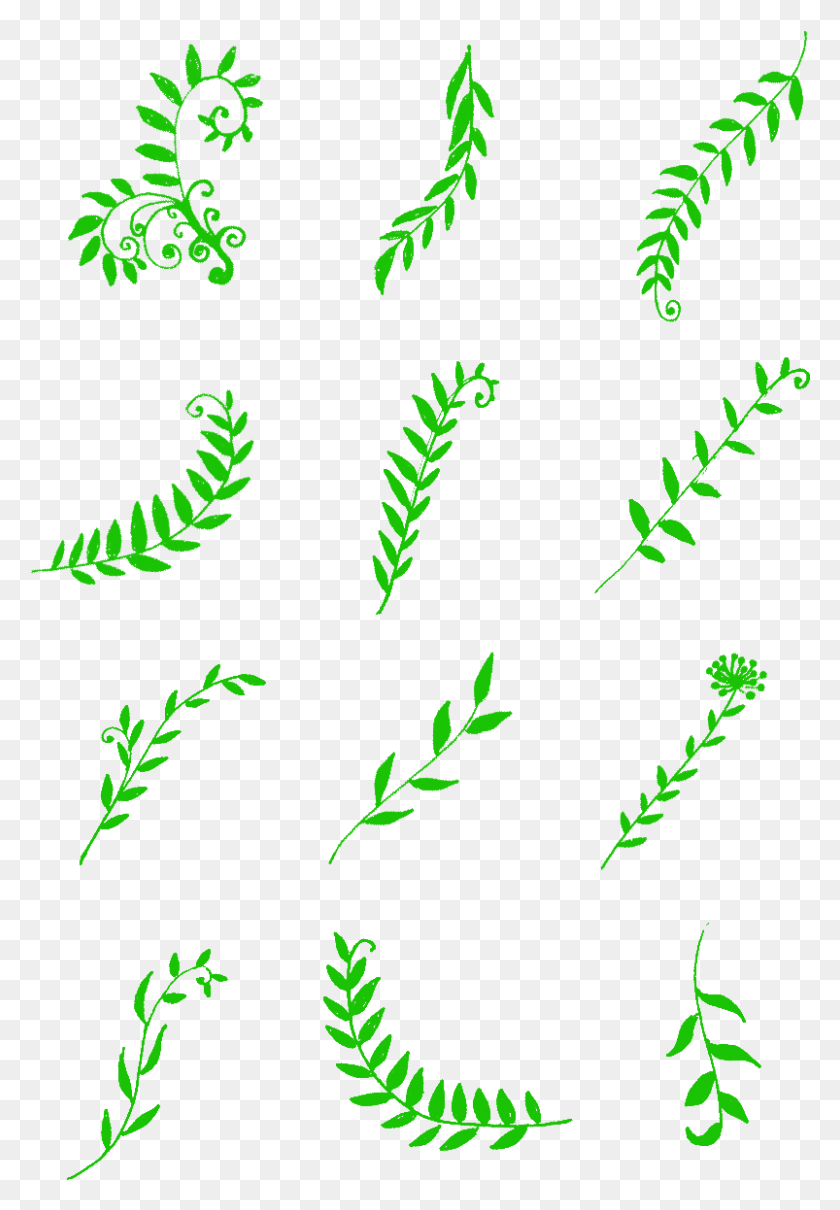 803x1184 Green Leaves Different Shapes Decoratives Commercial Vascular Plant, Graphics, Leaf HD PNG Download