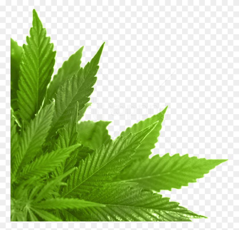 768x746 Green Leaves Images Background Marijuana, Plant, Weed, Leaf HD PNG Download