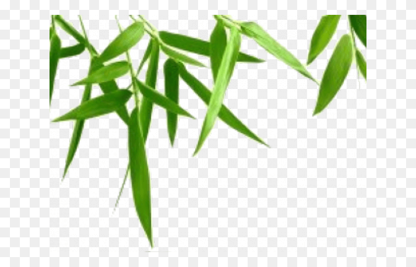 640x480 Зеленые Листья На Прозрачном Фоне, Растение, Лист, Продукция Hd Png Скачать