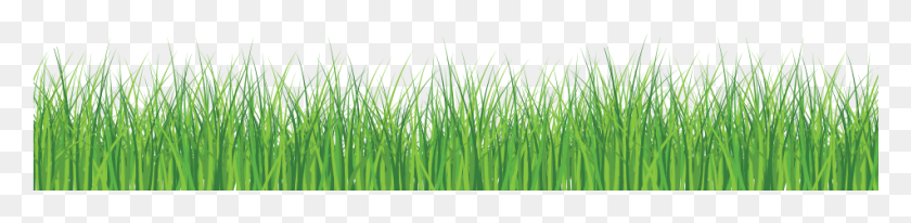 951x179 Зеленая Линия Зеленая Трава Белый Фон, Растение, Газон, Тростник Hd Png Скачать