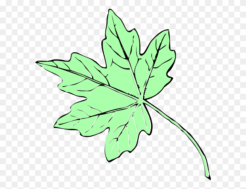 600x585 Зеленый Кленовый Лист, Лист, Растение Hd Png Скачать