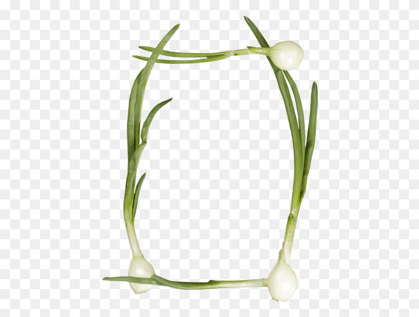 434x576 Green Onions Font Hierochloe, Plant, Bird, Animal HD PNG Download
