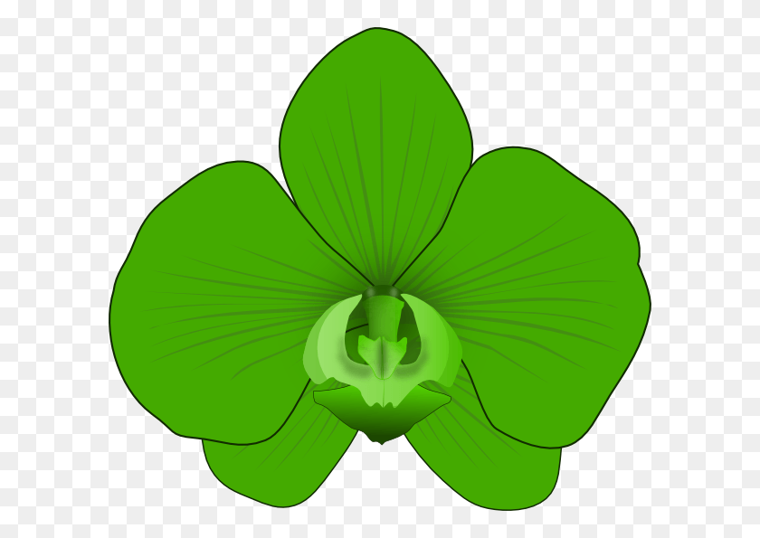 600x535 Зеленая Орхидея Картинки Зеленая Орхидея Клипарт, Лист, Растение, Теннисный Мяч Png Скачать