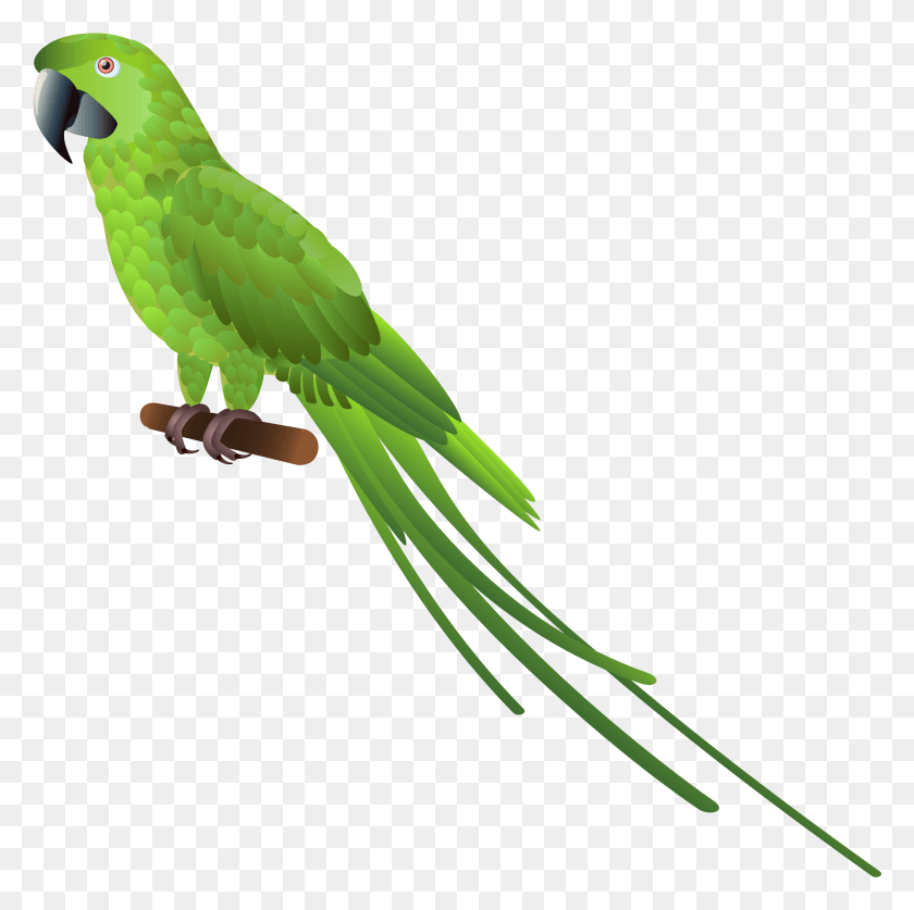 3214x3204 Green Parrot Clipart Green Parrot, Parakeet, Bird, Animal HD PNG Download