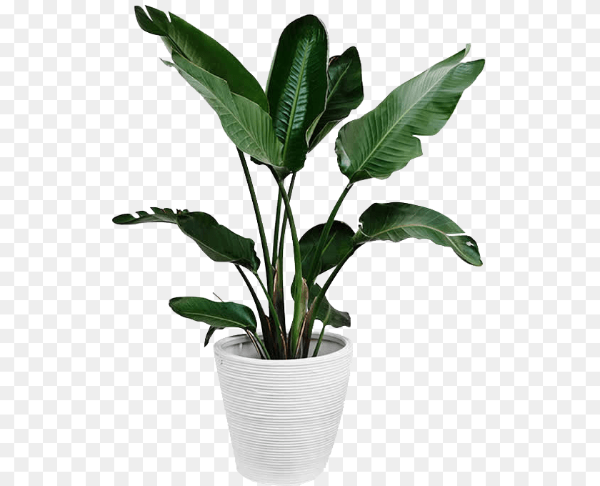 Green Plant, Leaf, Potted Plant, Flower, Pottery Transparent PNG