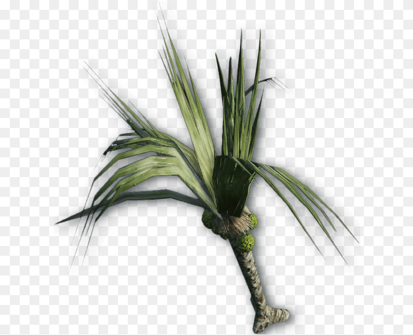 Green Plants Amber Leaf Far Cry, Palm Tree, Plant, Tree, Potted Plant Transparent PNG