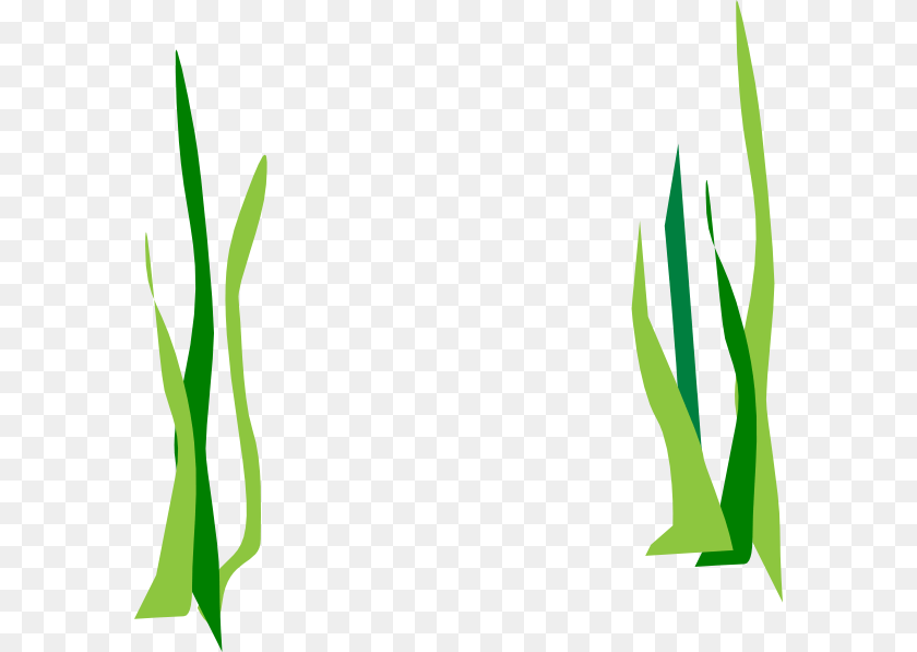 594x597 Green Reeds Clip Art For Web, Grass, Herbal, Herbs, Plant PNG