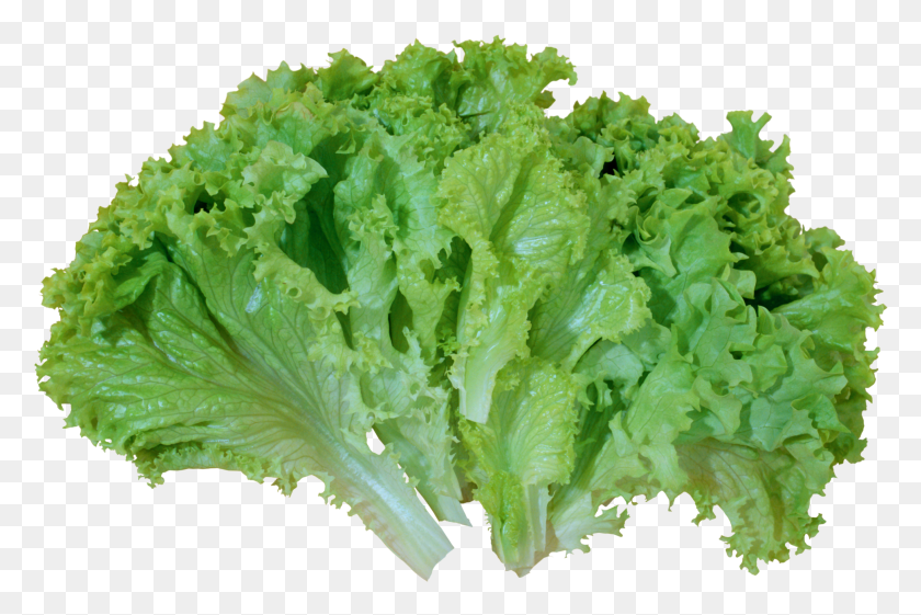 1941x1249 Green Salad Lettuce Picture Lettuce Clipart, Plant, Vegetable, Food HD PNG Download