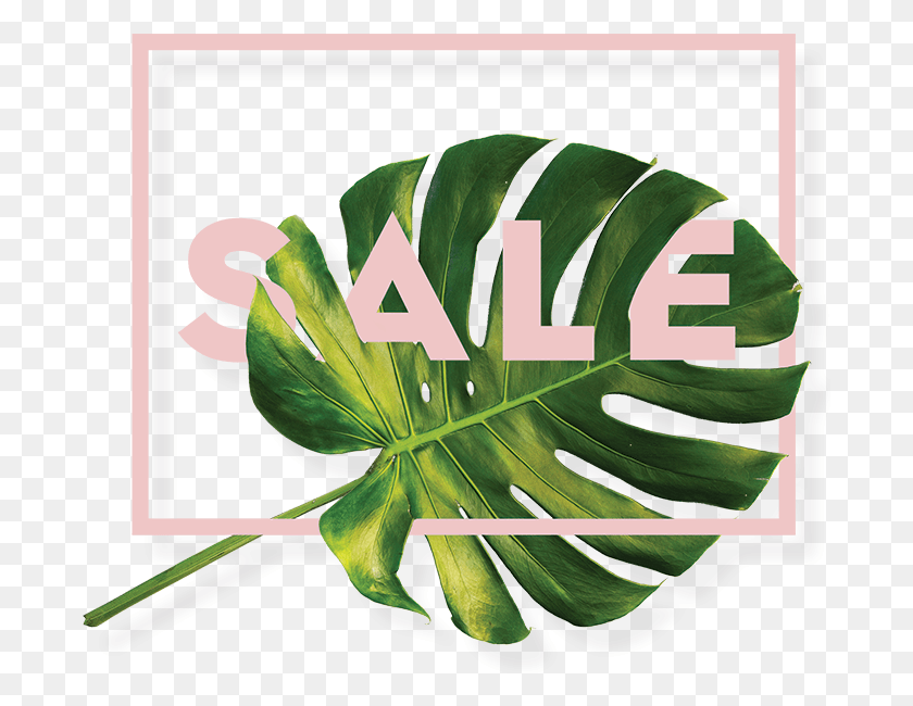 689x590 Green Sale Rosa Illustration, Leaf, Plant, Text HD PNG Download