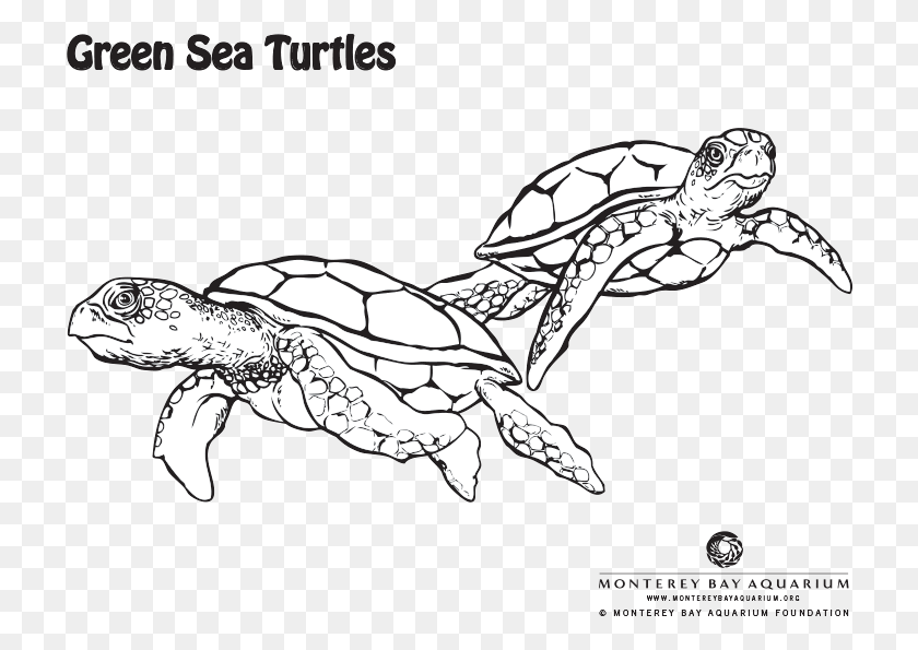 720x535 Green Sea Turtle Coloring, Tortoise, Turtle, Reptile HD PNG Download
