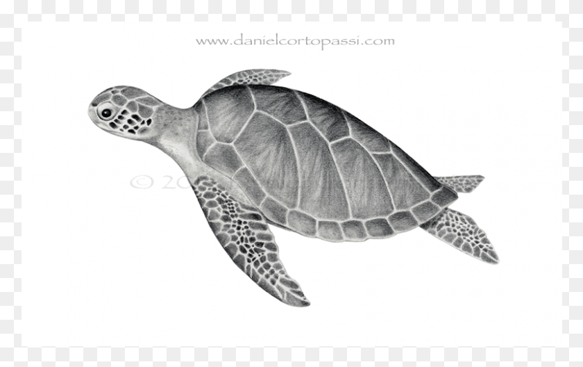 801x481 Green Sea Turtle Hawksbill Sea Turtle, Turtle, Reptile, Sea Life HD PNG Download