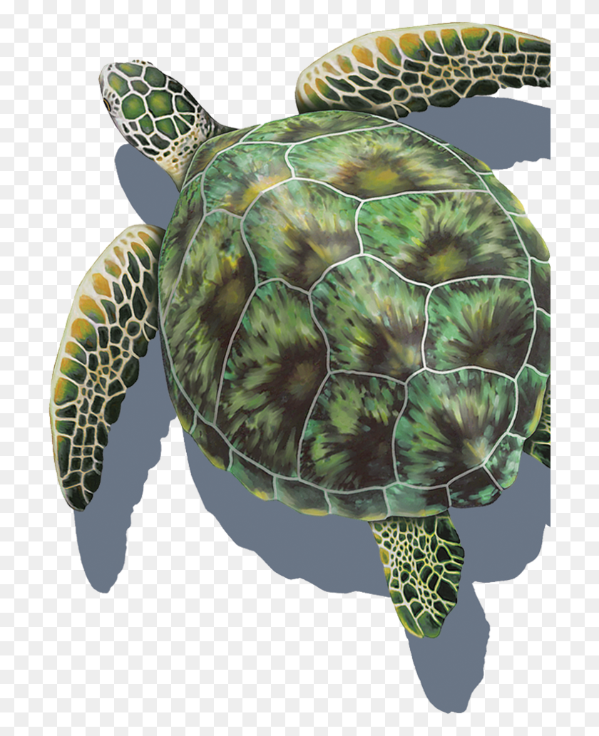705x973 Green Sea Turtle Porcelain Series Pool Mosaics Sea Turtle Top View, Turtle, Reptile, Sea Life HD PNG Download