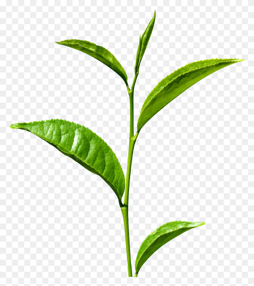 1054x1199 Листья Зеленого Чая, Растение, Ваза, Банка Hd Png Скачать