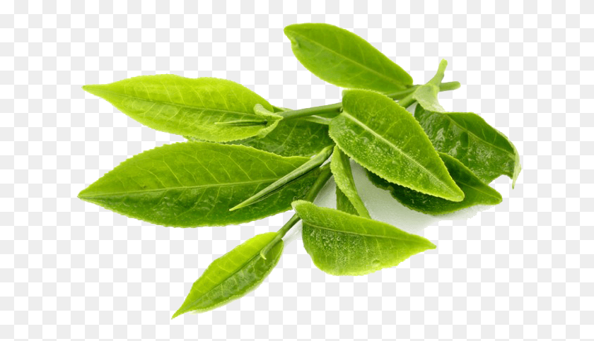 637x423 Зеленый Чай Прозрачный Зеленый Чай, Лист, Растение, Напиток Hd Png Скачать