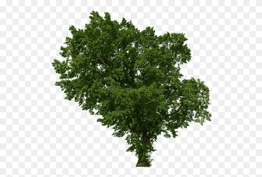 520x508 Зеленый Прозрачный Эстетизм, Дерево, Растение, Дуб Hd Png Скачать