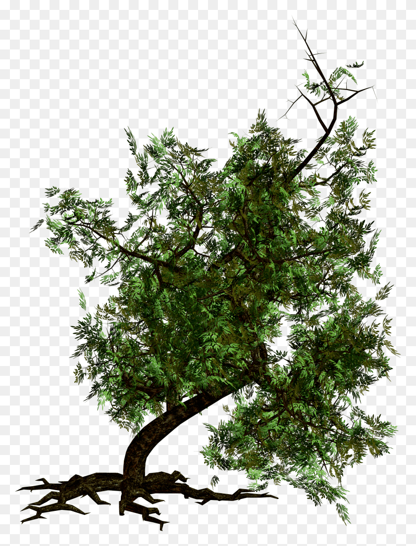1917x2568 Green Transparent Background Tree HD PNG Download
