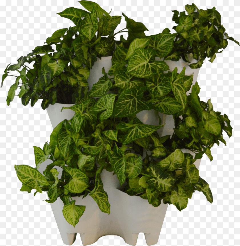 Green Wall From The Box Flowerpot Sticker PNG