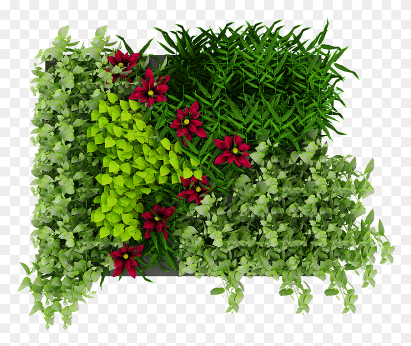 856x709 Зеленая Стена Листья Цветы Природа Ла Планта Де Ла Папайя, Растение, Ваза, Банка Hd Png Скачать