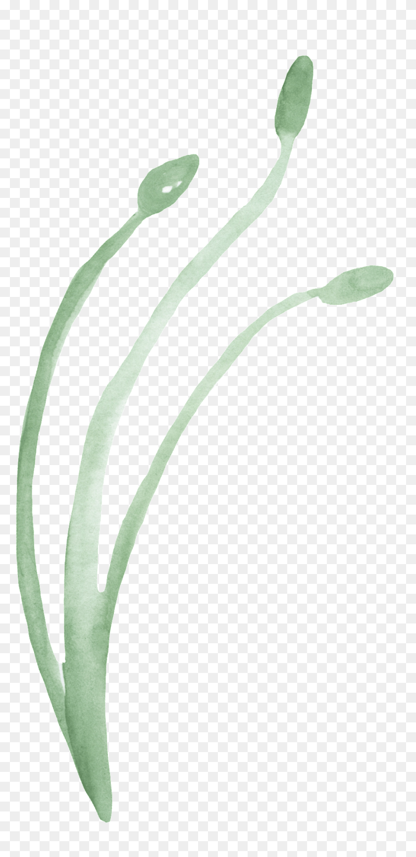 901x1932 Green Water Grass Transparent Decorative Arum, Plant, Produce, Food HD PNG Download