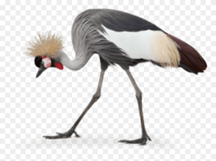800x582 Grey Crowned Cranes Are Also Partial To Seeds Grain Grey Crowned Crane, Bird, Animal, Crane Bird HD PNG Download