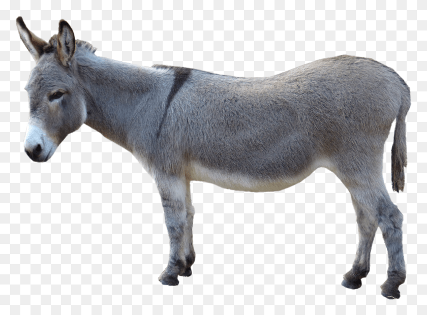 1401x1006 Grey Donkey, Horse, Mammal, Animal HD PNG Download