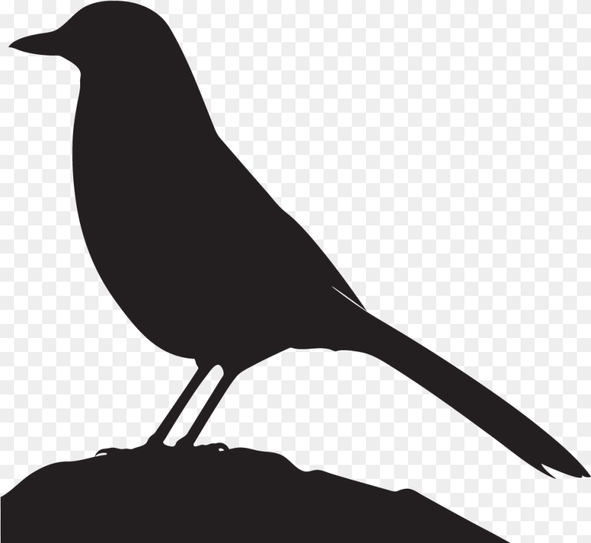 1025x941 Grey Jay Silhouette, Animal, Bird, Blackbird, Blade Transparent PNG