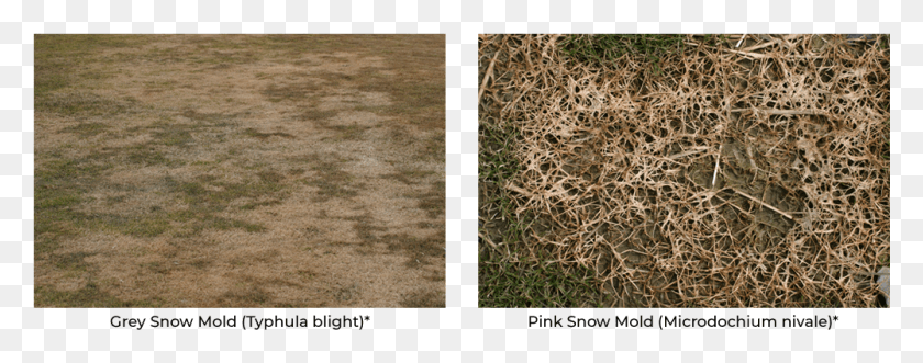 1001x349 Grey Snow Mold And Pink Snow Mold Lawn, Ground, Plant, Wood HD PNG Download