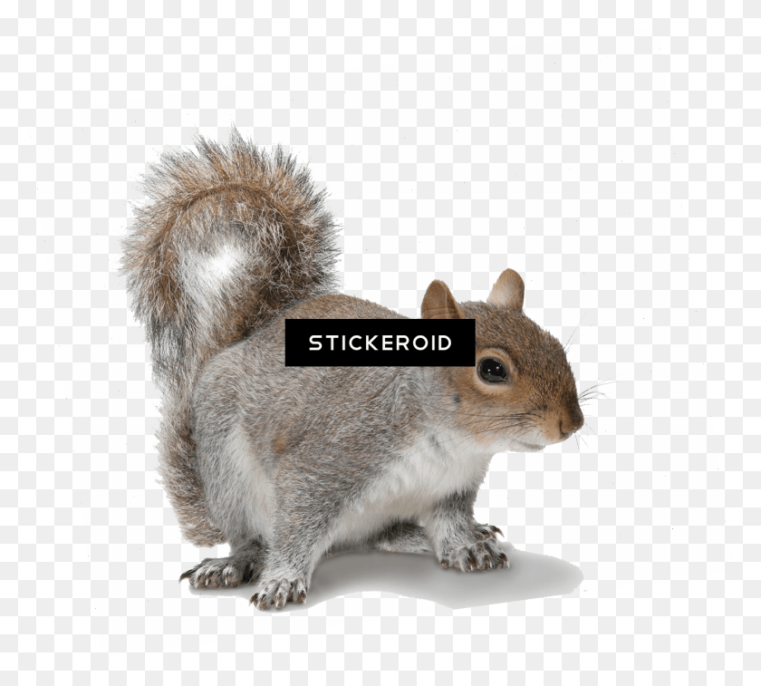 1337x1195 Grey Squirrel White Background Squirrel On White Background, Rodent, Mammal, Animal HD PNG Download