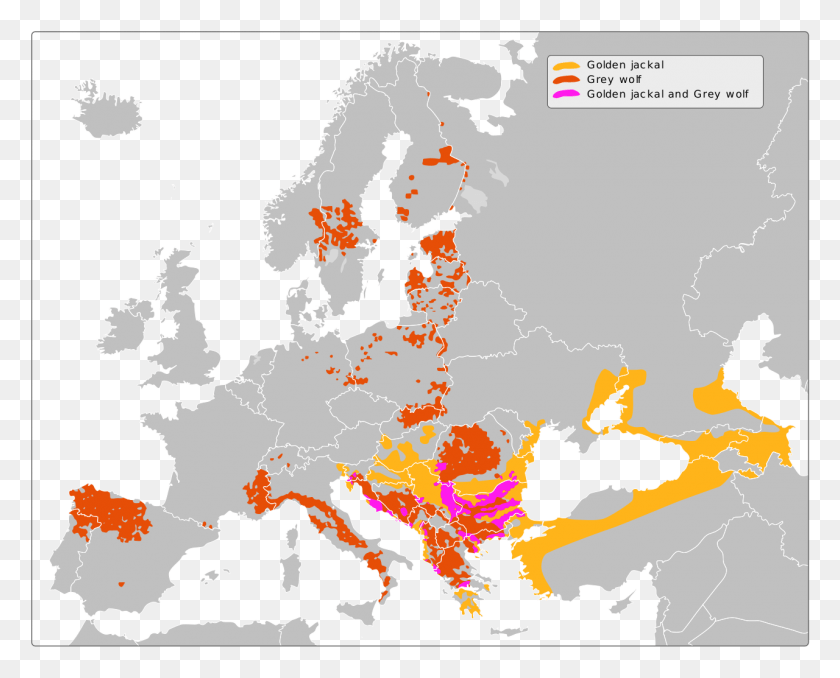 1280x1015 Grey Wolf Golden Jackal Amp African Wolf Ranges European Route, Map, Diagram, Plot HD PNG Download