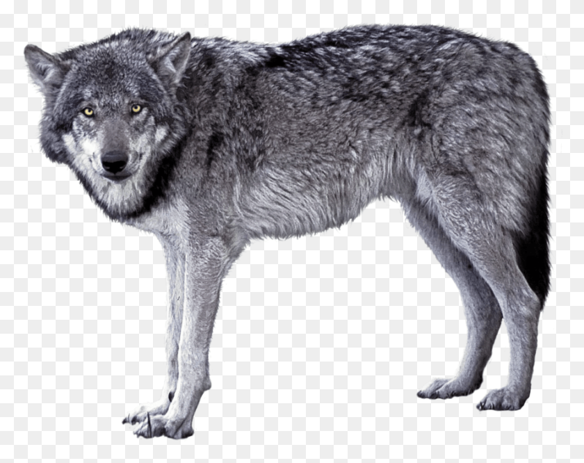 879x683 Серый Волк Изображение, Млекопитающее, Животное, Собака Hd Png Скачать