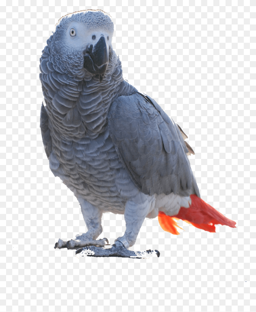 861x1061 Greyfullclr Image African Grey Parrot, Bird, Animal, African Grey Parrot HD PNG Download