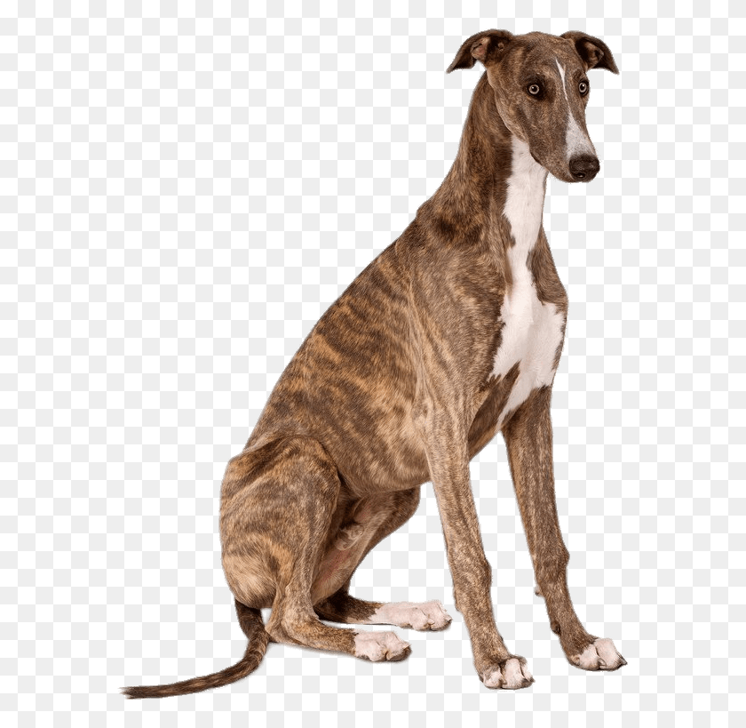 578x759 Greyhound, Dog, Pet, Canine HD PNG Download