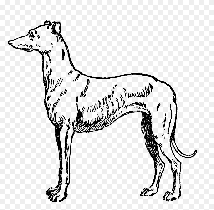 1167x1141 Greyhound Clipart Transparent Ancient Dog Breeds, Nature, Outdoors HD PNG Download