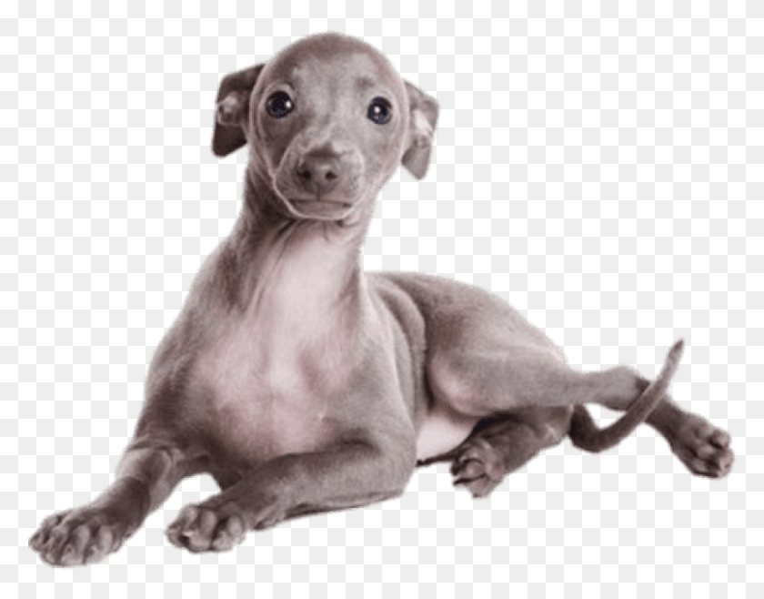802x615 Greyhound Puppy Images Background Greyhound Puppies, Dog, Pet, Canine HD PNG Download