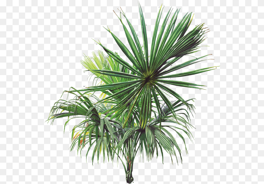 Grfica Palma De Corozo, Palm Tree, Plant, Tree, Agavaceae PNG