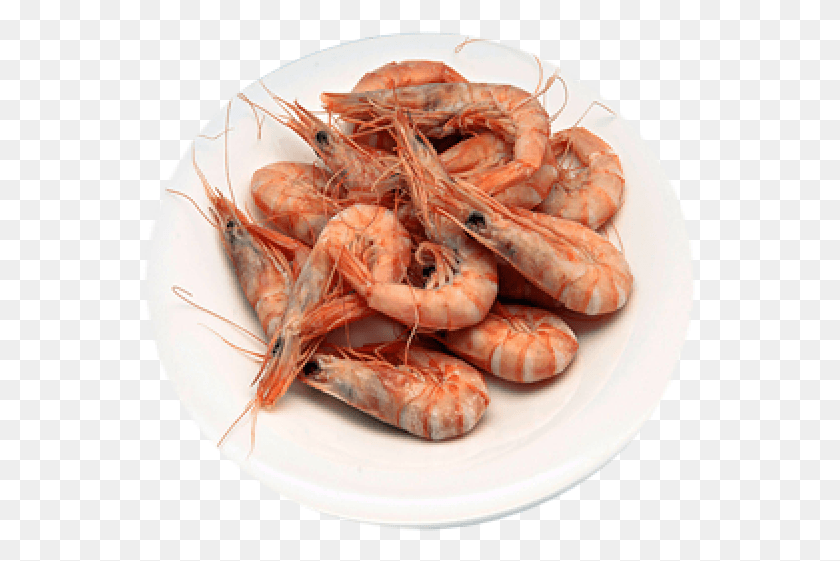 555x501 Grilled Shrimp With Polenta Botan Shrimp, Seafood, Sea Life, Food HD PNG Download