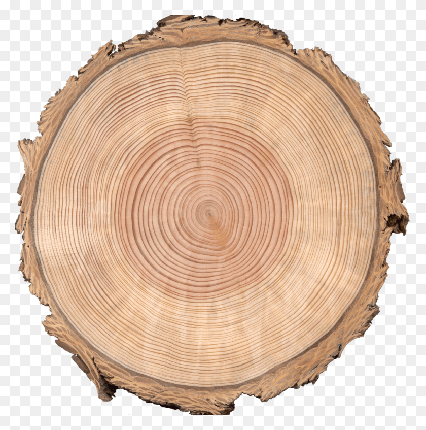 1014x1024 Grissino Mayer The University Of Tennessee Knoxville Wood Tree Rings, Lamp, Tree Stump, Lumber HD PNG Download