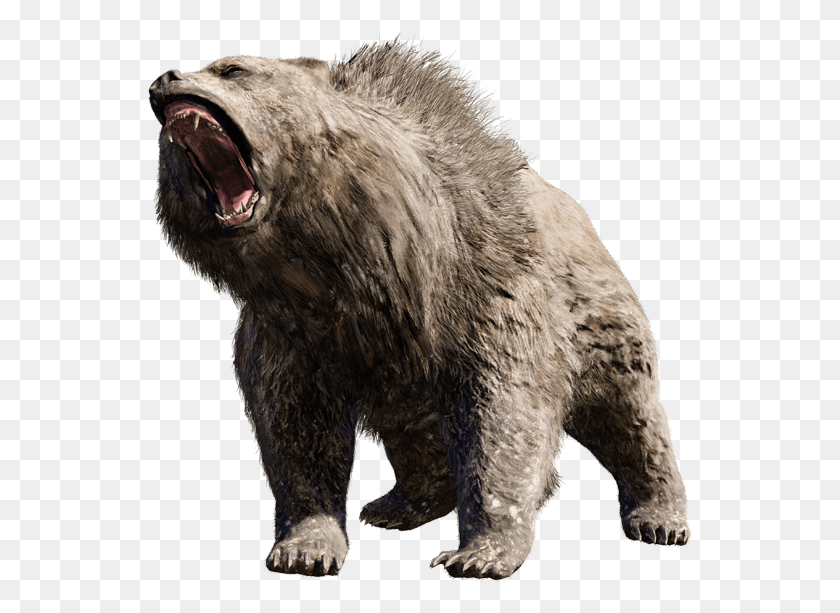 545x553 Grizzly Bear, Bear, Wildlife, Mammal HD PNG Download