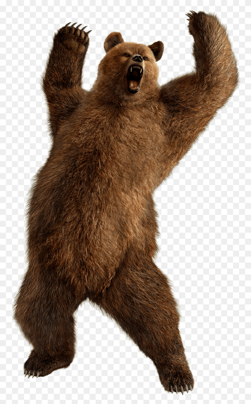1006x1670 Grizzly Bear Standing Image Bear, Mammal, Animal, Brown Bear HD PNG Download