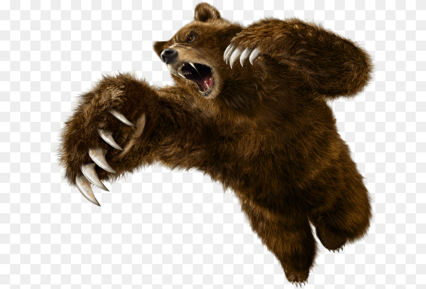 658x569 Grizzly Bear Tekken 6 Kuma, Electronics, Hardware, Animal, Mammal Transparent PNG