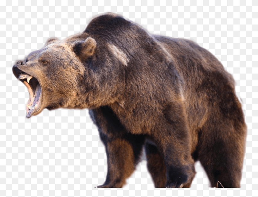 846x633 Медведь Гризли, Бурый Медведь, Медведь, Дикая Природа Hd Png Скачать