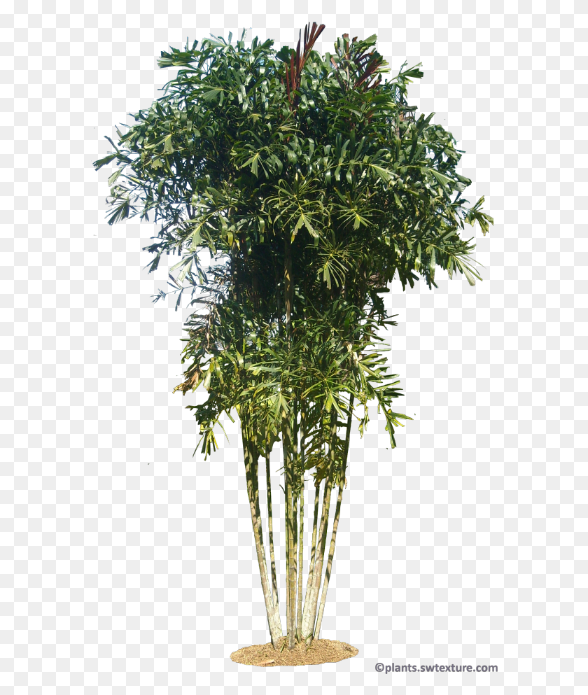 582x933 Gronophyllum Microcarpa Willow, Plant, Leaf, Tree HD PNG Download