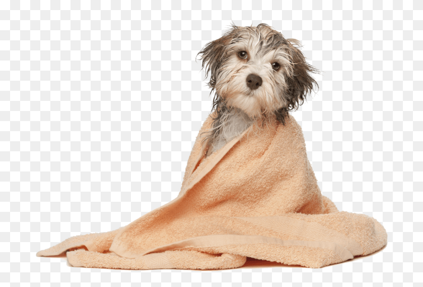 702x509 Groomers For Small And Large Dogs Dog Grooming, Pet, Canine, Animal HD PNG Download