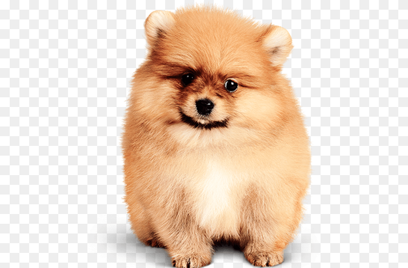 Grooming Pets, Animal, Canine, Dog, Mammal PNG
