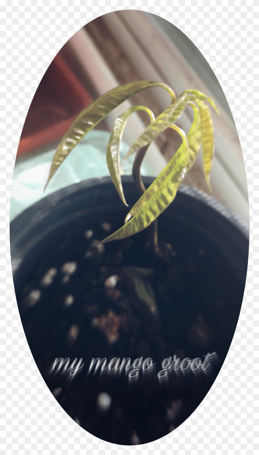1024x1861 Groot Mango Plant Plate, Snake, Reptile, Animal HD PNG Download