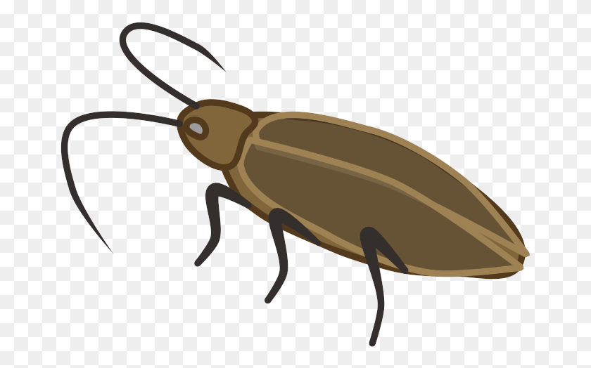 669x464 Escarabajo De Tierra, Cucaracha, Insecto, Invertebrado Hd Png