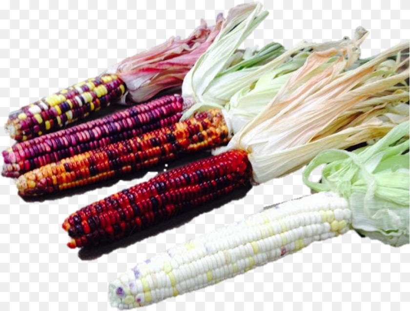 Group Of Corn Leaf Vegetable, Food, Grain, Plant, Produce Sticker PNG
